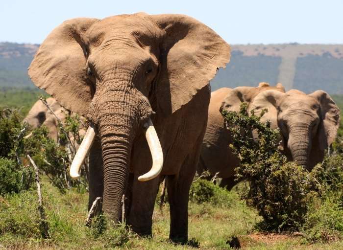 Of Elephants and Mouseholes: Supreme Court Holds Employers Can Lawfully Require Class Action Waivers in Arbitration Agreements