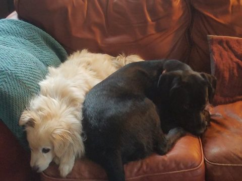 Missouri Court Of Appeals Affirms: Pet Sitters Are Not Independent Contractors